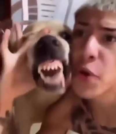 O melhor amigo omi