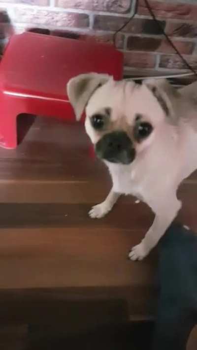 My dog speaks on comand