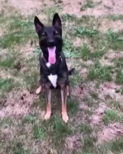 Good boy Gus