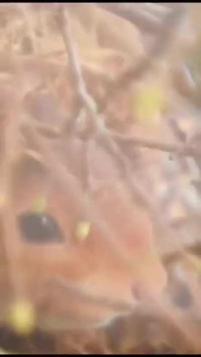 Squirrel makes a house by the window and brings her family into it for the winter