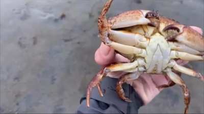 Time to learn about Red Rock Crabs! 🦀