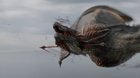 Rhaegal dies but it makes slightly more sense