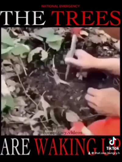 Trees