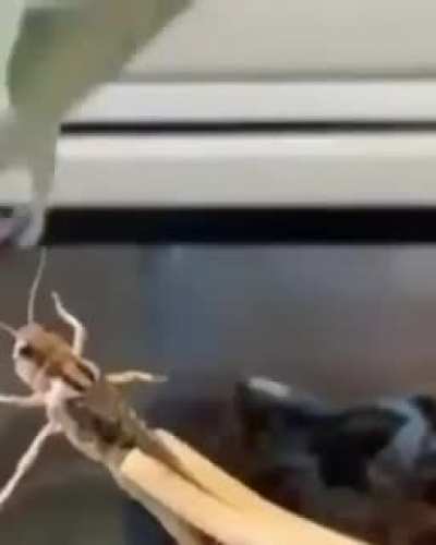 To get the food