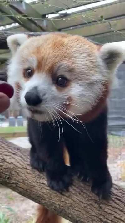 Very shy kid