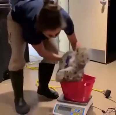 Criminal being handled by authority