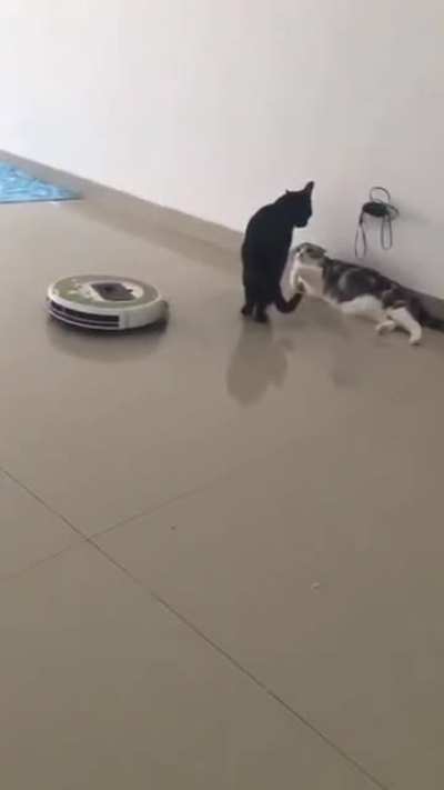 😻😽😽😾😾😻😽😽