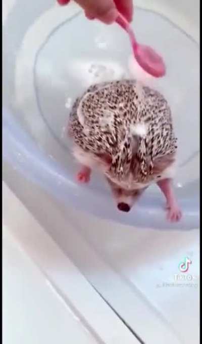 How spiky mice take a bath