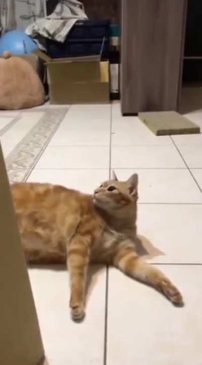 My cat people need me