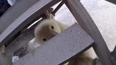 Too close to a polar bear