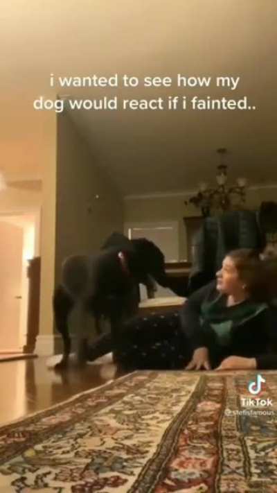 Send the dog to jailll