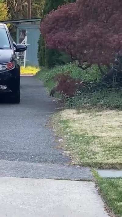 There are baby foxes playing in my neighbors’ driveway, that is all