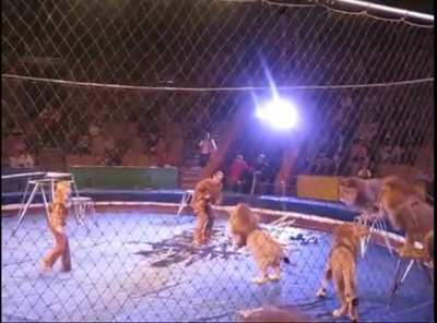 Messing With Lions