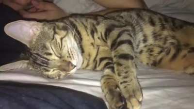 Сны Котика