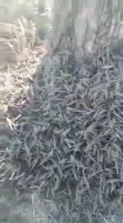 Tree barking, “barking”.