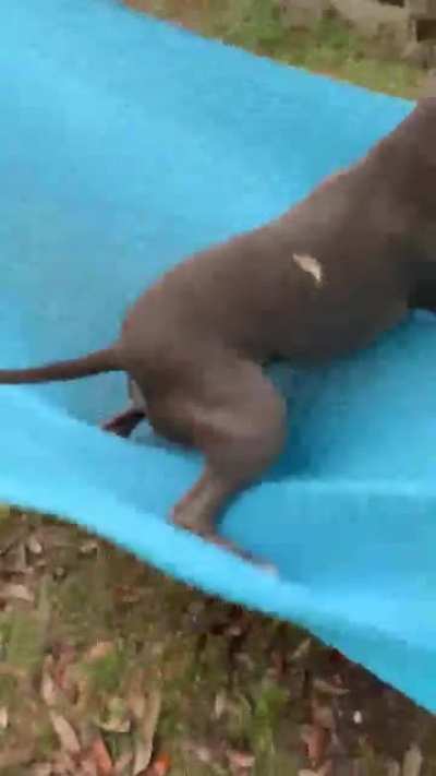 Hammock Catastrophe