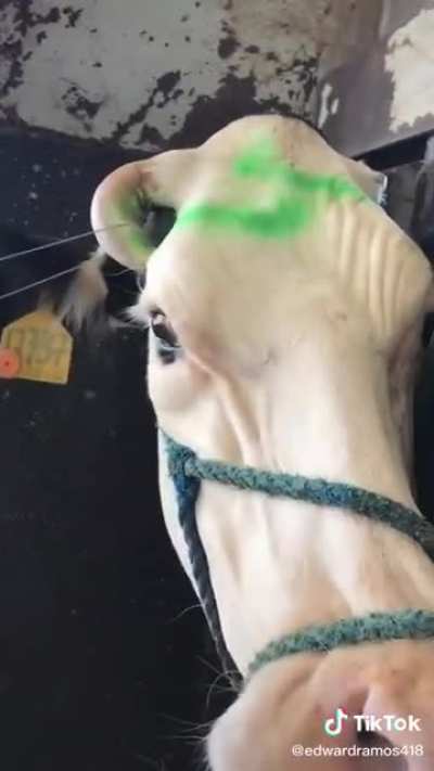 C murió