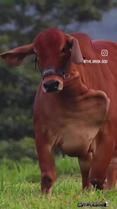 of a cow