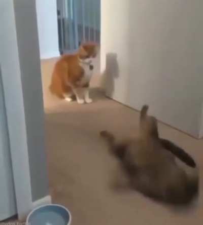 Boxer