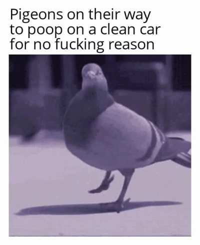 I hate pigeons with a passion