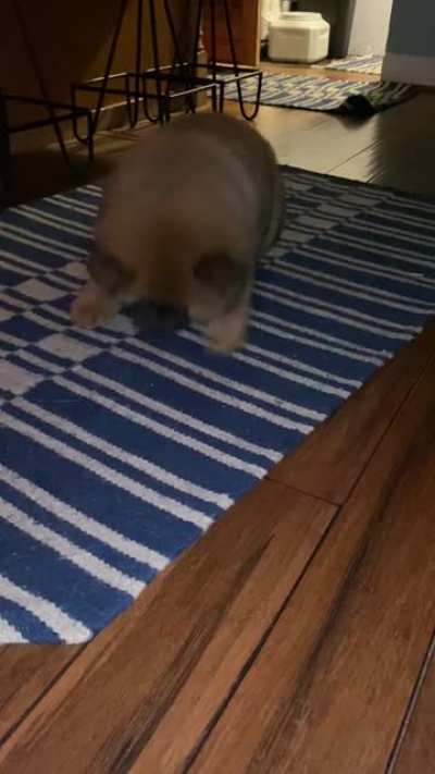 Go to bed puppy