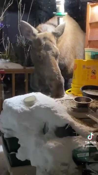 Alaskan Neighbors