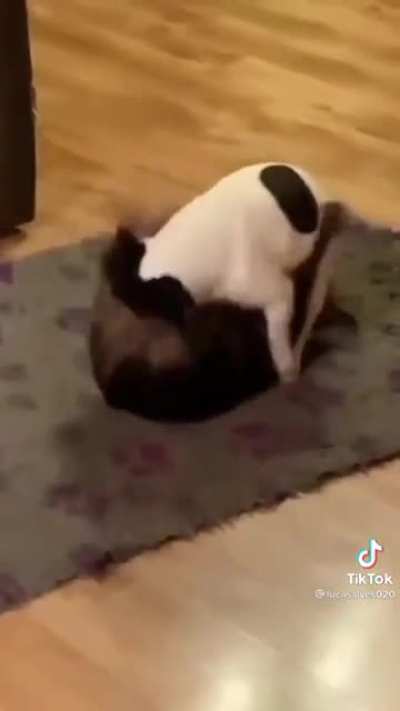 Dog 69