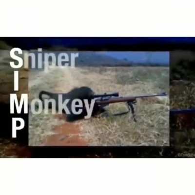 Monke And Destroy