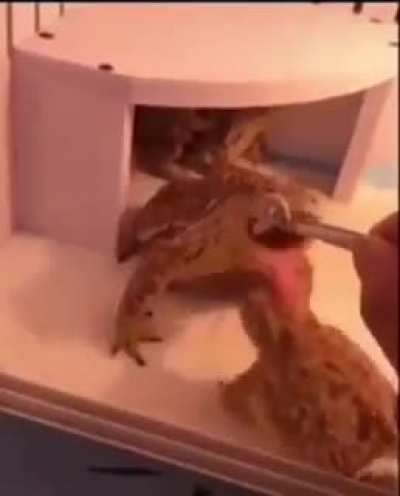 Blursed_toads