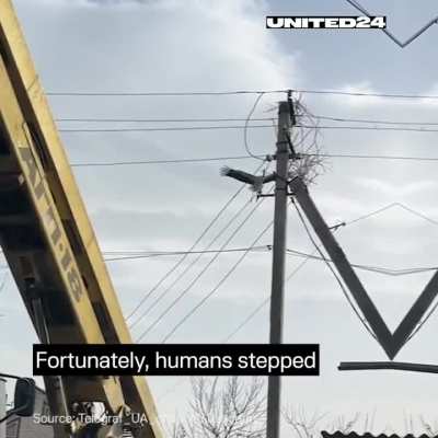 The story of a stork’s nest: from being destroyed in an accident to being fully restored