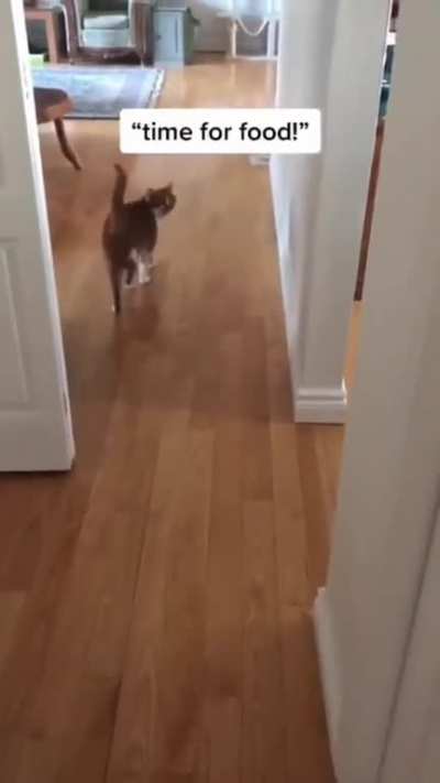 Two types of cats
