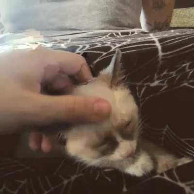 We got a baby today! Everyone meet Ausla :)