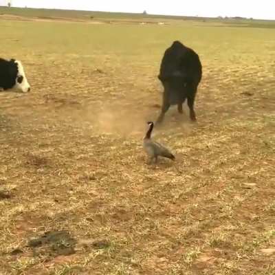 Goose staring down charging cows