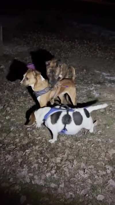 One of our dogs made friends with a stray and brought it to the yard to visit. Our other dog had no idea, until he did.