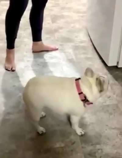 This dog is broken