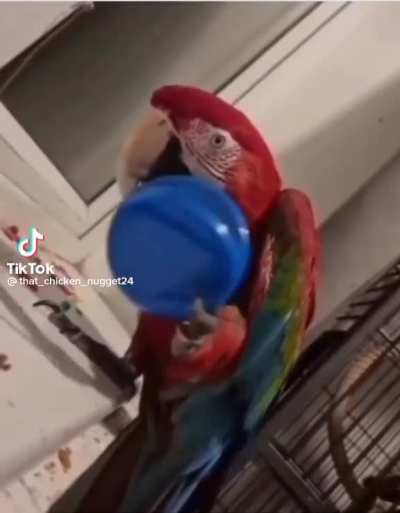 Hat