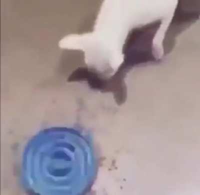 This bowl helps your dog eat slower