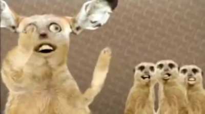Maya hee cats