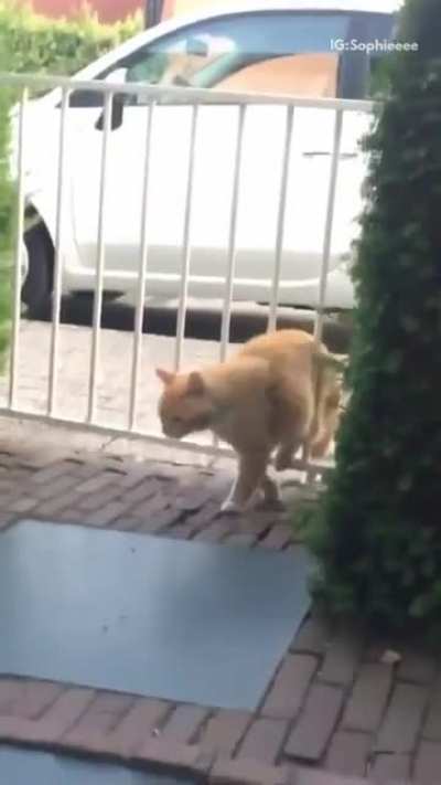 Fence attack - aaaaaa