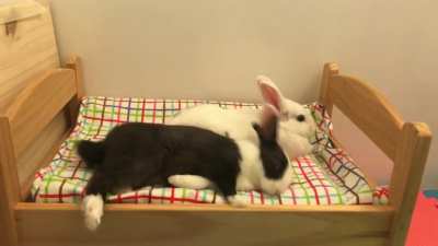 I caught Cheesecake doing this funny flop on camera, he rolled a little too far over 😂