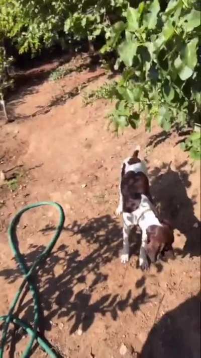 Heidi hosing a plant in a bikini ig June 2025