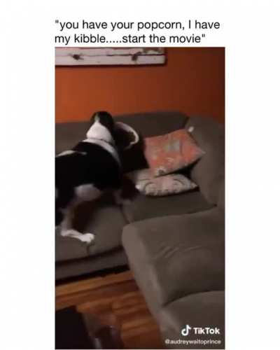 Mini Barkour 🥰