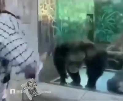 Sigma Primate