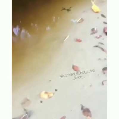 Cute little fish