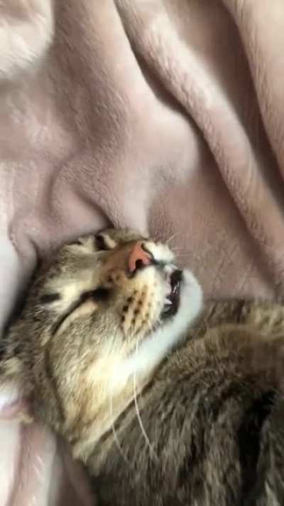 Knox and his teefies