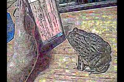 frog