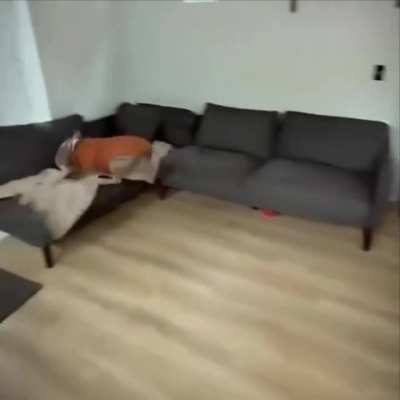 Pup: 