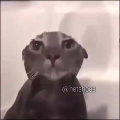 XD