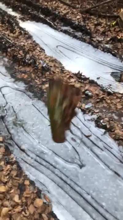 I nutted