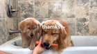 Taste Test with Pupper!